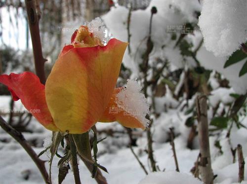 احمدرضاکریمی : گل در برف ، 