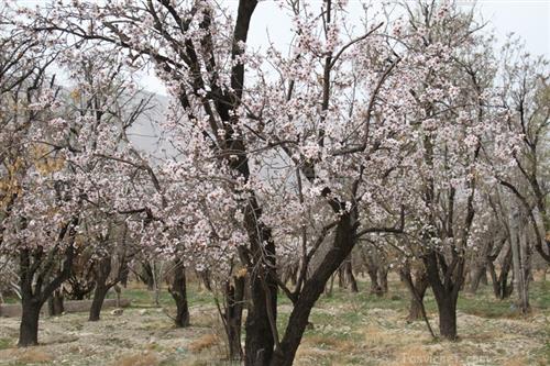 فرامرز توکلی : بهار در شیراز ، شکوفه درختان بادام در مهارلو شیراز اسفند 93
