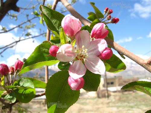 شبکه تصویر ( تصویرنت ) شکوفه سیب 