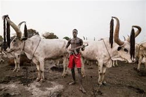 ملیکا مدنی فرد : مرد مونداری و گله گاو گرانبهایش ، مونداری ها  با اسلحه از گله های با ارزش خود  دفاع میکنند.هر سال حدود 350000  گاو دزدیده میشودو بیش از 2000 نفر توسط خشونت گاوها کشته میشوند.
عکاس:TARIQ ZAIDI