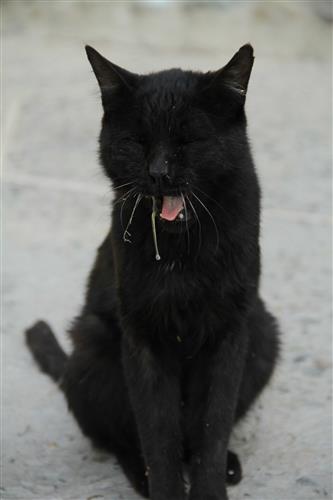 فاطمه معتمدی : گربه خابالو ، گربه ای که بعد از خوردت غذا در حال خمیازه کشیدن و آب دهانش هم آویزان شده است.
