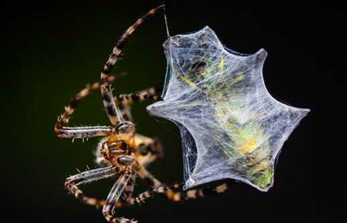 ژیلا نصیری : عنکبوت در حال شکار ، عنکبوت در حال تورپیچی کردن حشره به دام افتاده در تور است.
