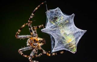 شبکه تصویر ( تصویرنت ) - عنکبوت در حال شکار