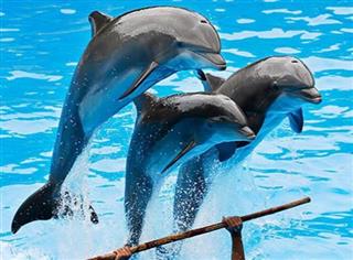 شبکه تصویر ( تصویرنت ) - پارک دلفین ها