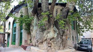 شبکه تصویر ( تصویرنت ) - درخت چنار ۱۰۰۰ ساله 