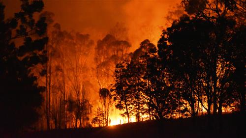 ملیکا مدنی فرد : درختان جنگل استرالیا در حال سوختن ، 