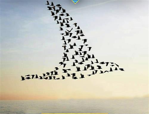 سایه صیرفی پور  : پرواز  ، عکس برتر موسسه نشنال جیو گرافیک از گروهی از پرنده که بر فراز اقیانوس پرواز میکنند پرندگان شکل یک پرنده بزرگ در حال پرواز را به خود گرفته اند 