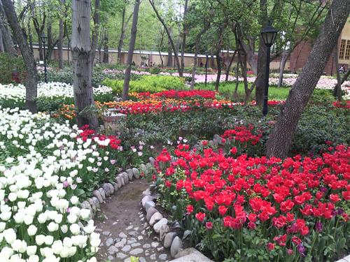 شبکه تصویر ( تصویرنت ) باغ ایرانی