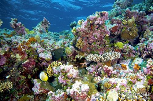 سمانه درویش : دیوار بزرگ مرجانی ، نمایی از مرجان ها در آب. دیواره بزرگ مرجانی بزرگترین صخره مرجانی در دنیا است که در شرق استرالیا قرار دارد. این مجموعه عظیم بیش از 2600 کیلومتر درازا دارد و می توان آن را از فضا هم مشاهده کرد. دیواره بزرگ مرجانی یکی از جاذبه های گردشگری استرالیا و یکی از نمادهای کوئیزلند به شمار می رود. در اینجا علاوه بر شنا و طبیعت گردی، امکان پرداختن به فعالیت های لذتبخشی همچون غواصی، ماهی گیری و قایق سواری نیز فراهم است. هر ساله حدود 2 میلیون گردشگر از این منطقه بازدید می کنند.