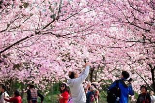 شبکه تصویر ( تصویرنت ) - جشنواره شکوفه های گیلاس در ژاپن